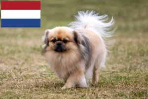 Read more about the article Tibetan Spaniel crescători și căței în Olanda