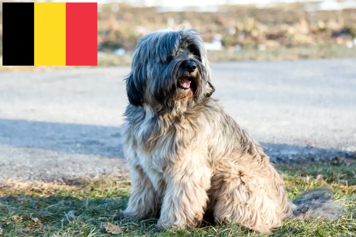 Tibetan Terrier căței și crescători Belgia Găsește aici crescătorii de Terrier Tibetan în Belgia.