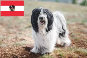 Read more about the article Tibetan Terrier crescători și căței în Austria