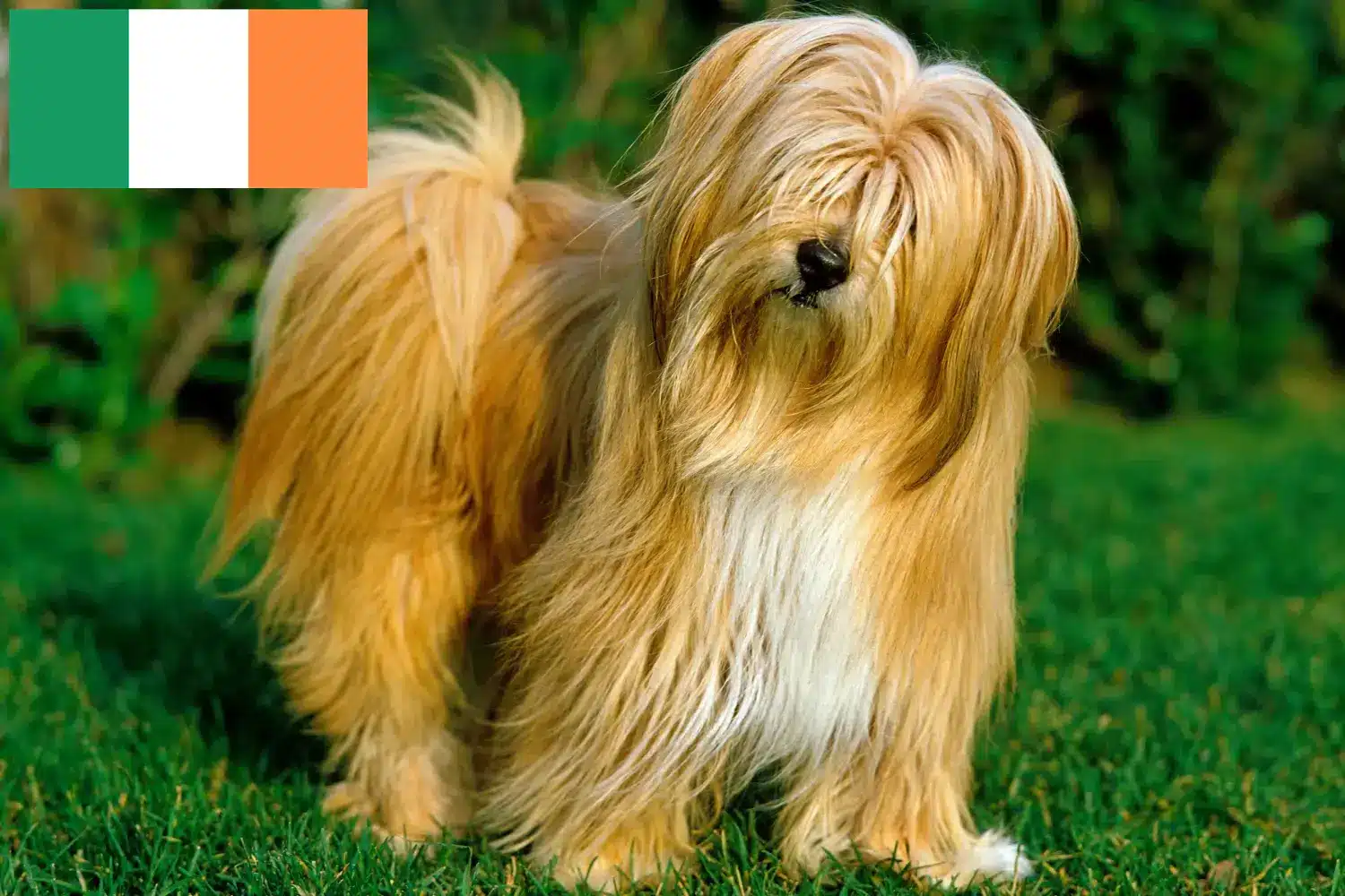 Tibetan Terrier cățeluși și crescători de animale Irlanda Găsește crescători de Terrier Tibetan în Irlanda.