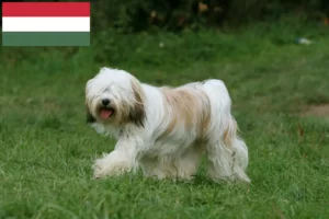 Read more about the article Tibetan Terrier crescători și căței în Ungaria