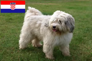 Read more about the article Tibetan Terrier crescători și căței în Croația