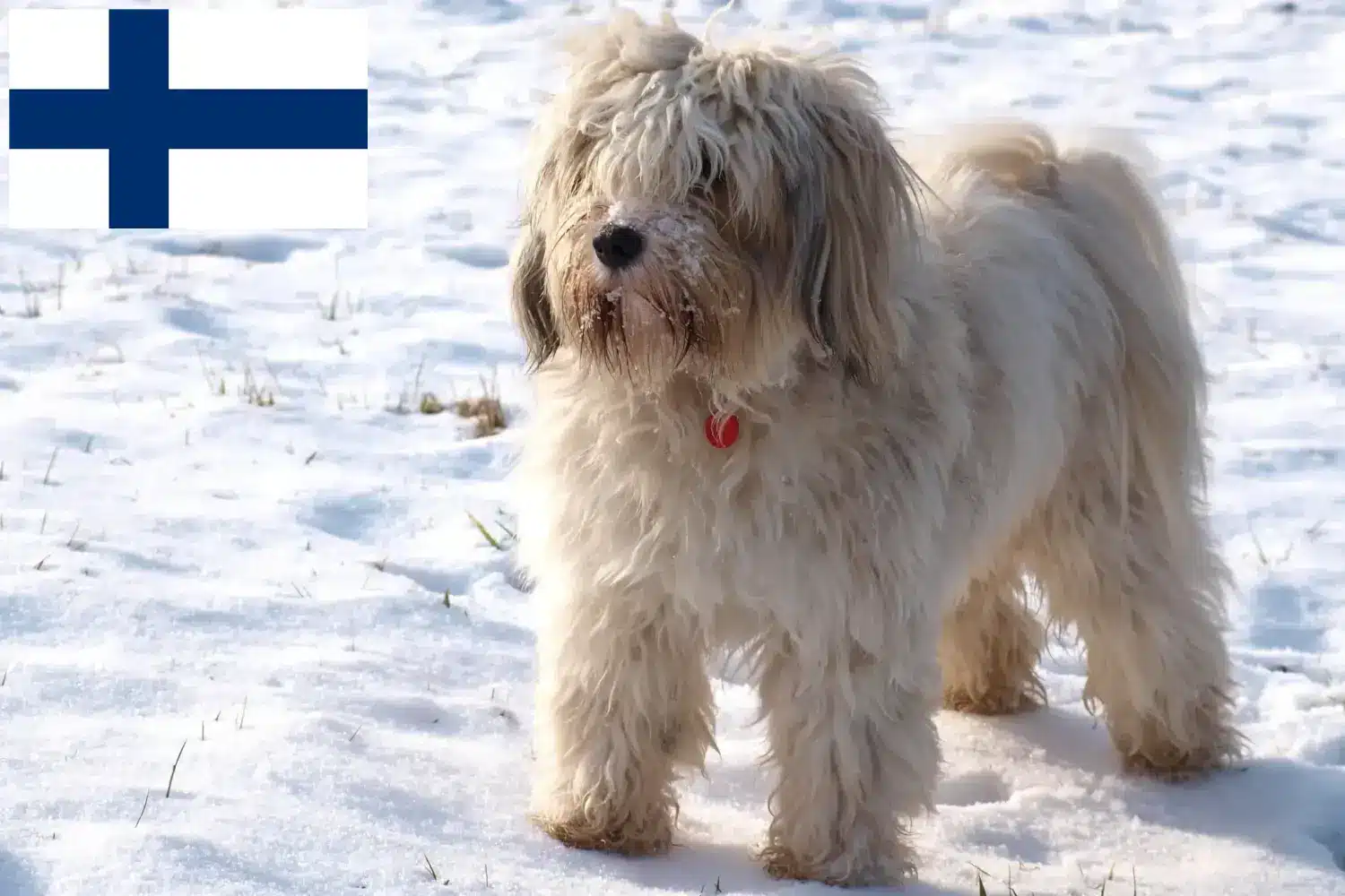 Tibetan Terrier căței și crescători Finlanda Găsește aici crescătorii de Terrier Tibetan în Finlanda.