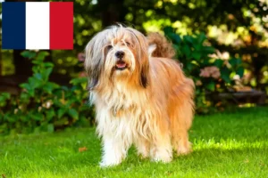 Read more about the article Tibetan Terrier crescători și căței în Franța