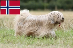 Read more about the article Tibetan Terrier crescători și căței în Norvegia