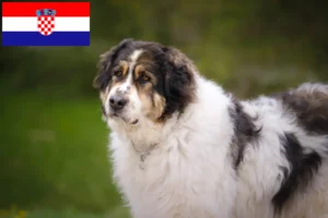 Read more about the article Tornjak crescători și căței în Croația