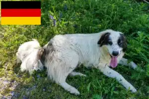 Read more about the article Tornjak crescători și căței în Germania