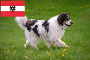 Read more about the article Tornjak crescători și căței în Austria