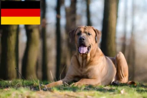 Read more about the article Tosa crescători și căței în Germania