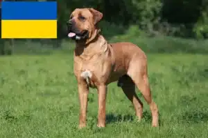Read more about the article Tosa crescători și căței în Ucraina