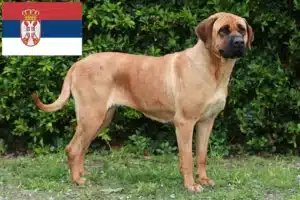 Read more about the article Tosa crescători și căței în Serbia
