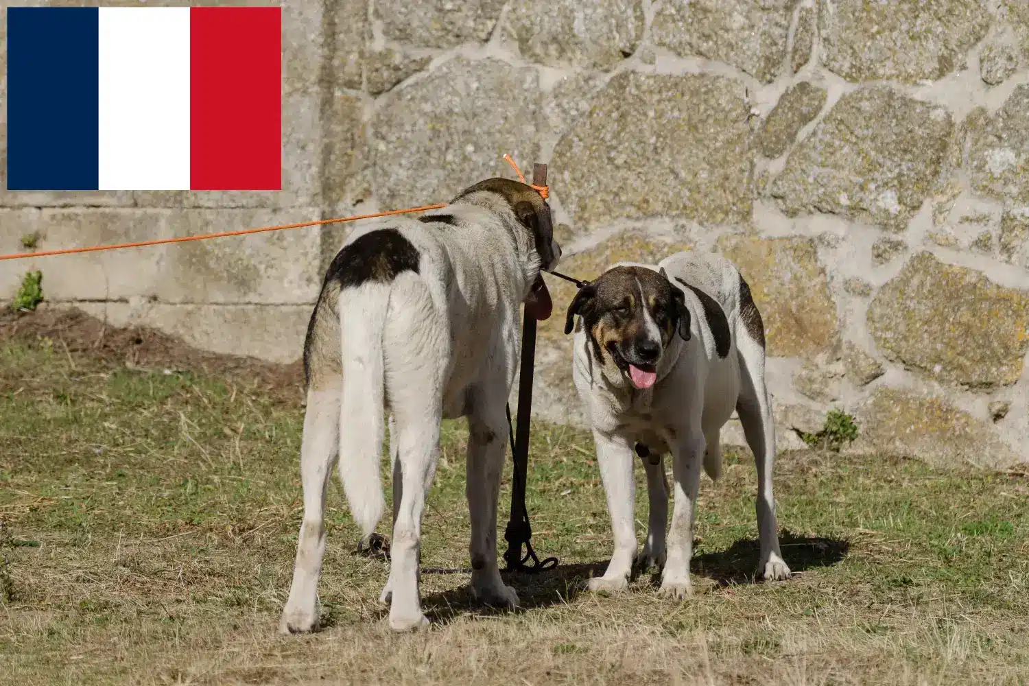 Transmontano Ciobănesc câine cățeluși și crescător Franța Găsiți crescători de câini ciobănesc transmontan în Franța.