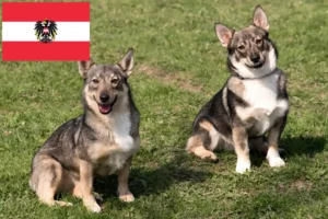 Read more about the article Västgötaspets crescători și căței în Austria
