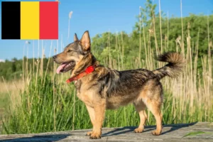 Read more about the article Västgötaspets crescători și căței în Belgia