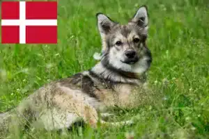 Read more about the article Västgötaspets crescători și căței în Danemarca