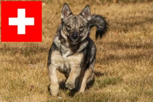 Read more about the article Västgötaspets crescători și căței în Elveția