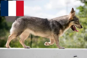 Read more about the article Västgötaspets crescători și căței în Franța