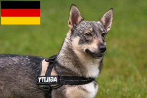 Read more about the article Västgötaspets crescători și căței în Germania