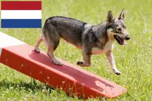 Read more about the article Västgötaspets crescători și căței în Olanda