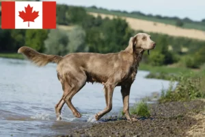 Read more about the article Weimaraner crescători și căței în Canada