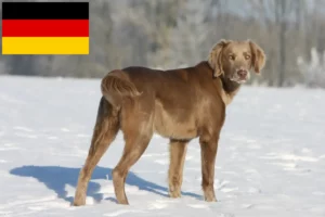 Read more about the article Weimaraner crescători și căței în Germania