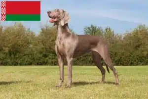 Read more about the article Weimaraner crescători și căței în Belarus