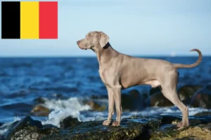 Read more about the article Weimaraner crescători și căței în Belgia
