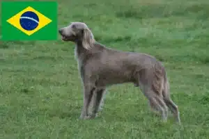 Read more about the article Weimaraner crescători și căței în Brazilia