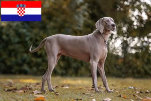 Read more about the article Weimaraner crescători și căței în Croația