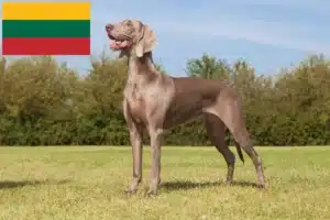 Read more about the article Weimaraner crescători și căței în Lituania