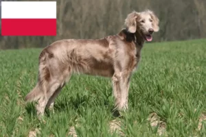 Read more about the article Weimaraner crescători și căței în Polonia