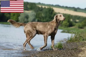 Read more about the article Weimaraner crescători și căței în SUA