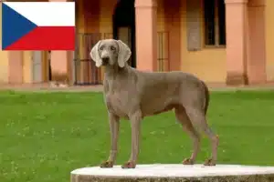 Read more about the article Weimaraner crescători și căței în Republica Cehă