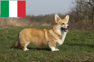 Read more about the article Welsh Corgi crescători și căței în Italia