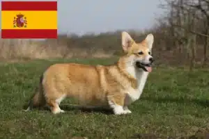 Read more about the article Welsh Corgi crescători și căței în Spania