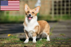Read more about the article Welsh Corgi crescători și căței în SUA