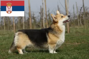 Read more about the article Welsh Corgi crescători și căței în Serbia
