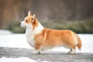 Read more about the article Welsh Corgi crescător