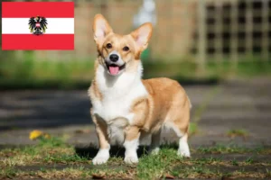 Read more about the article Welsh Corgi crescători și căței în Austria