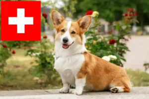 Read more about the article Welsh Corgi crescători și căței în Elveția