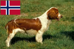 Read more about the article Welsh Springer Spaniel crescători și căței în Norvegia