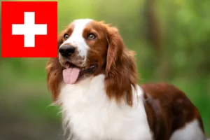 Read more about the article Welsh Springer Spaniel crescători și căței în Elveția