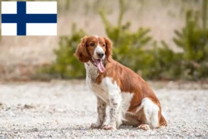 Read more about the article Welsh Springer Spaniel crescători și căței în Finlanda