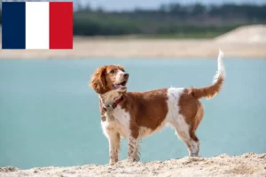 Read more about the article Welsh Springer Spaniel crescători și căței în Franța