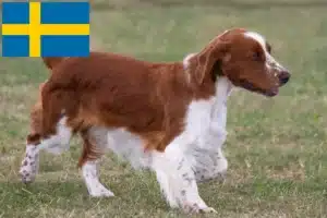 Read more about the article Welsh Springer Spaniel crescători și căței în Suedia