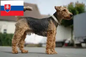 Read more about the article Welsh Terrier crescători și căței în Slovacia