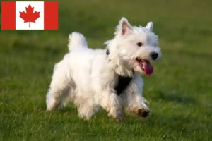 Read more about the article Westie crescători și căței în Canada