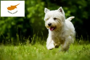 Read more about the article Westie crescători și căței în Cipru