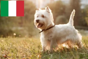 Read more about the article Westie crescători și căței în Italia