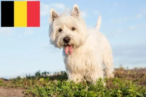 Read more about the article Westie crescători și căței în Belgia